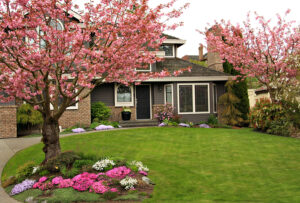 Ways to Beautify Home With Trees