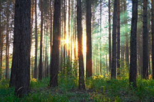 Forest With Peeking Sunlight