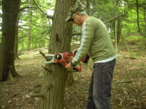 A man in the woods using an electric saw to cut down trees.