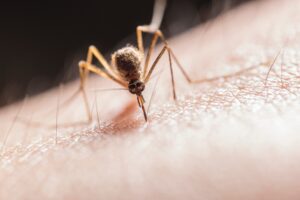 female mosquito bug biting human skin