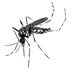 A black and white photo of a bug with its wings spread.