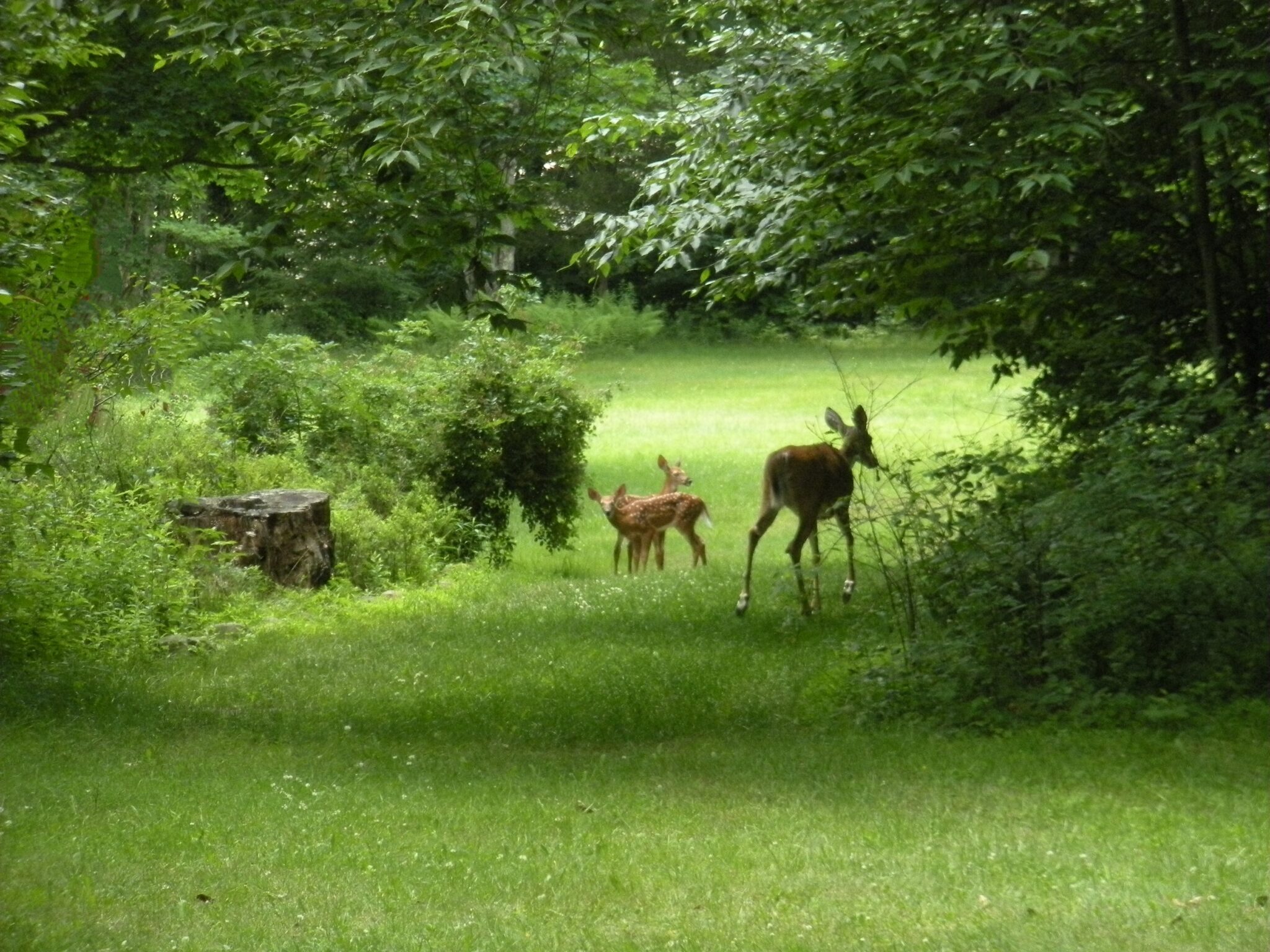 A white-tailed deer with her 2 fawns grazing in an open field along a path under green foliage